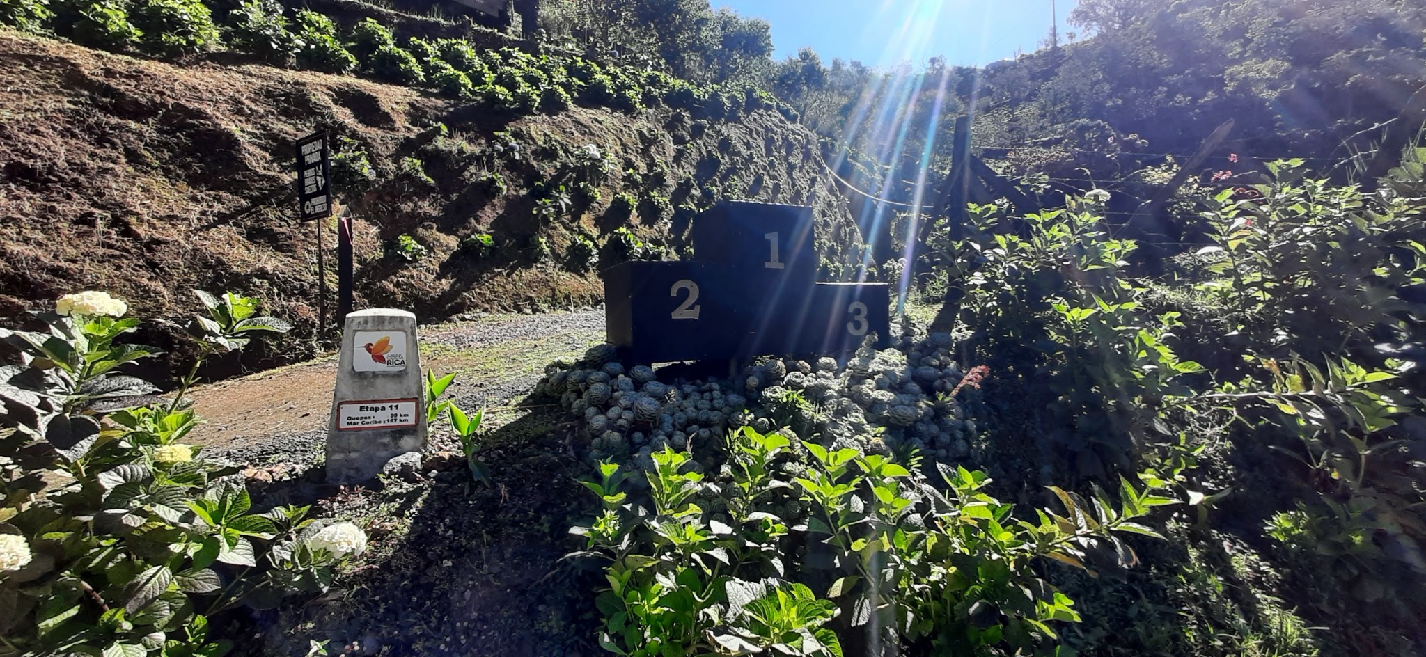 Mojón de la etapa 11 entre flores y vegetación
